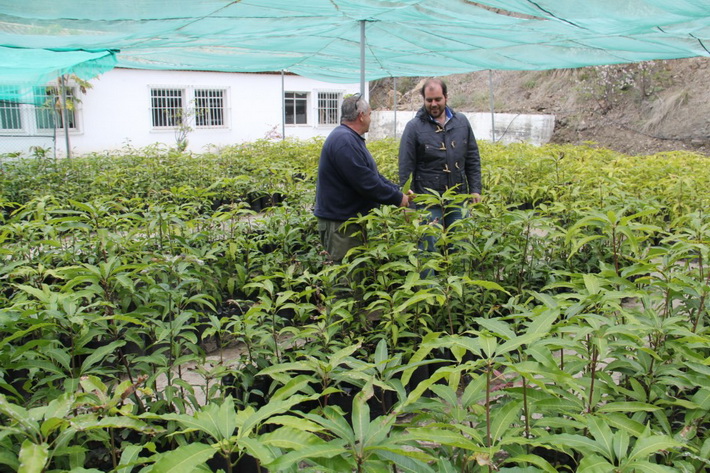 La revista Agrícola Vergel publica un estudio de investigación realizado en Almuñécar  sobre la tolerancia del mango con agricultura salina.